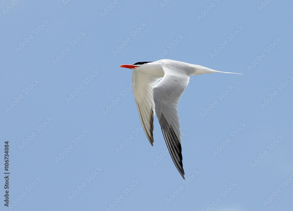 One Royal Tern flying with a blue sky One Royal Tern flying with a blue sky