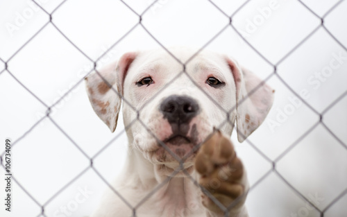 Dog behind the fence portrait