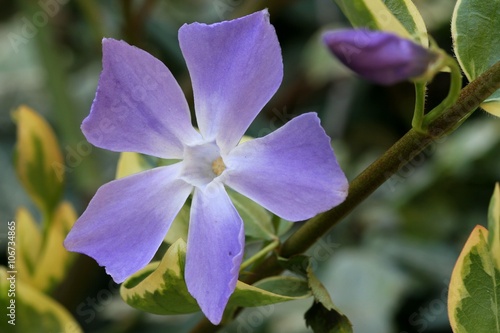 Vinca
