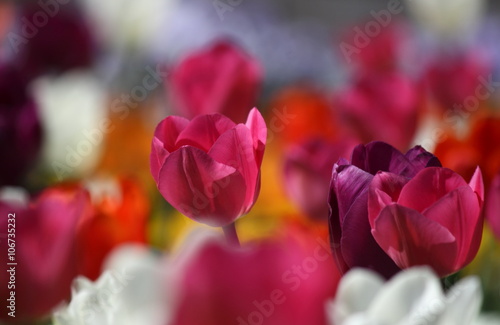 Beautiful pink tulips, bright sunny scene with backlight  photo