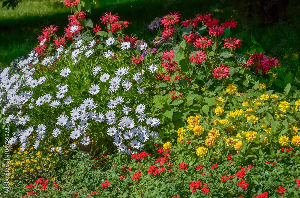 Bright flowerbed with flowers in the summer garden. landscape design. Daisies. Echinacea.