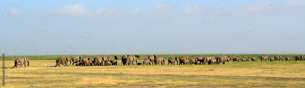 African elephants, Amboseli National Park, Kenya African elephants, Amboseli National Park, Kenya