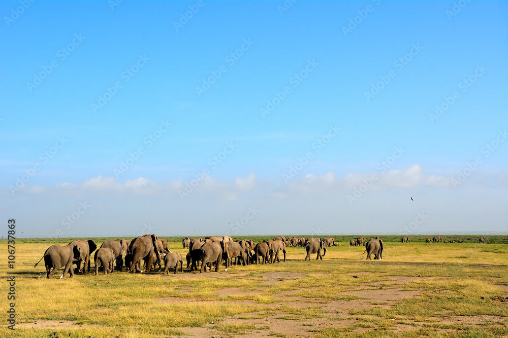 African elephants, Amboseli National Park, Kenya