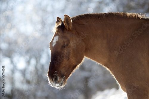 Photography criollo horse in winter outside