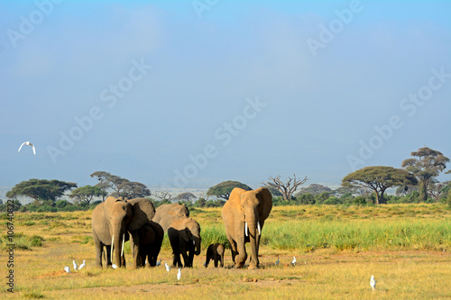 African elephants  Amboseli National Park  Kenya
