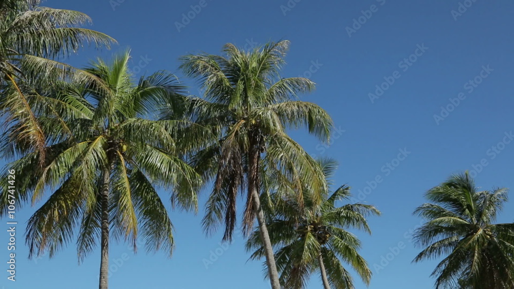 Palm trees wave in wind on tropical island, Isle of Pines, New Caledonia Palm trees wave in wind on tropical island, Isle of Pines, New Caledonia