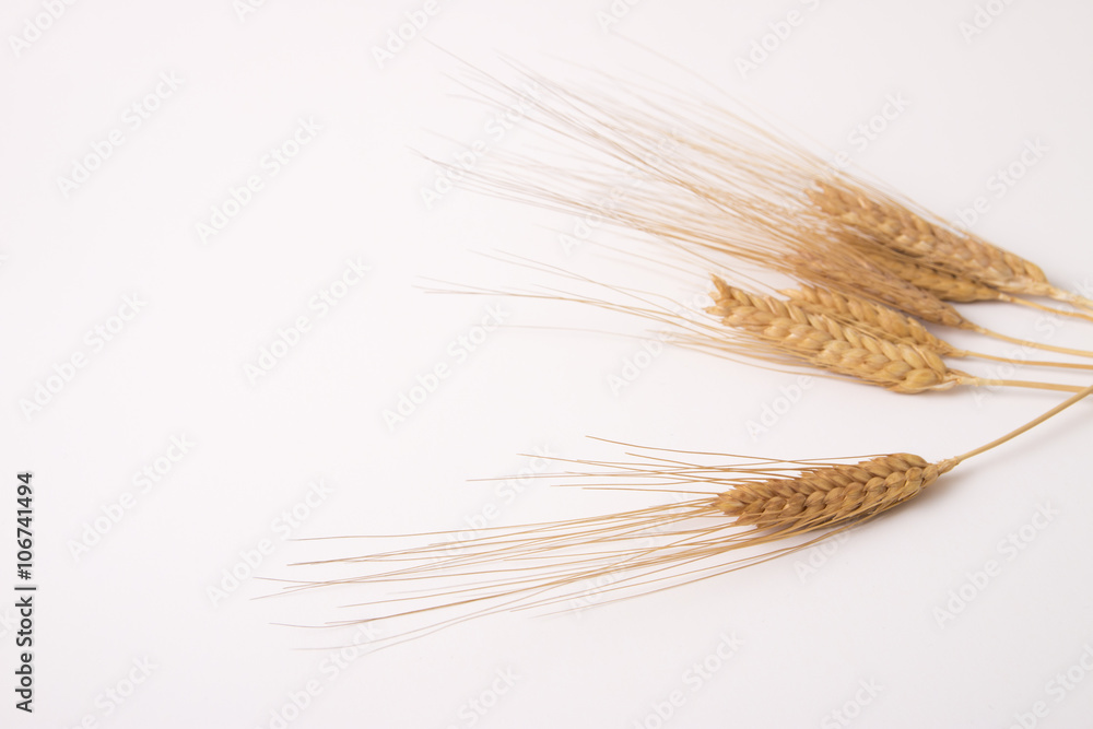 Fototapeta premium wheat spike background