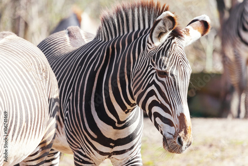 zebra portrait