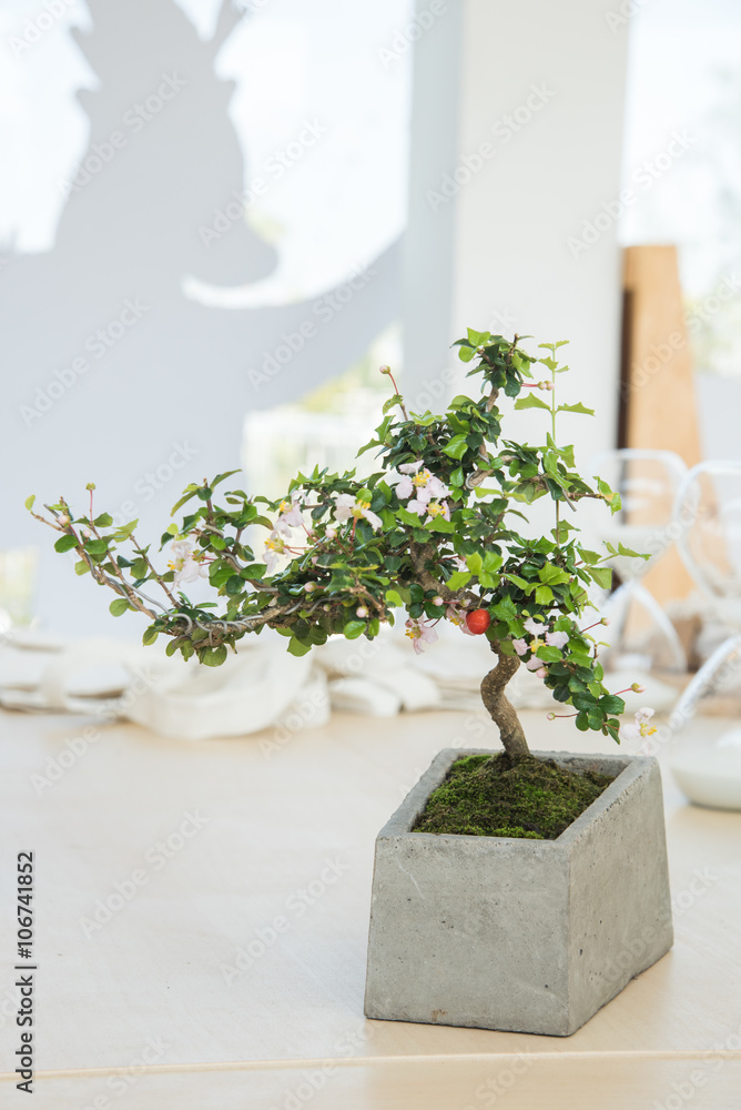 bonsai in modern concrete pot