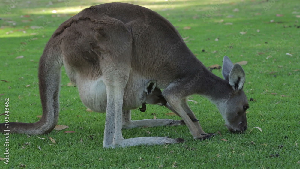 Joey kangaroo in mother's pouch, Western Australia Joey kangaroo in mother's pouch, Western Australia