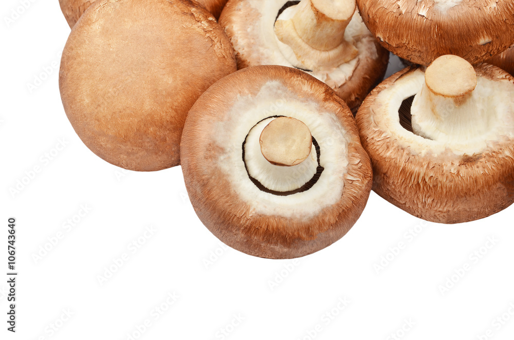 Champignon (True mushroom) Champignon (True mushroom)