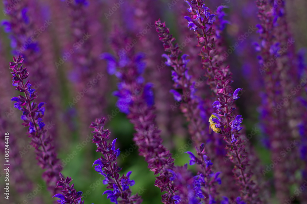 Lavender, Purple Flowers Lavender, Purple Flowers