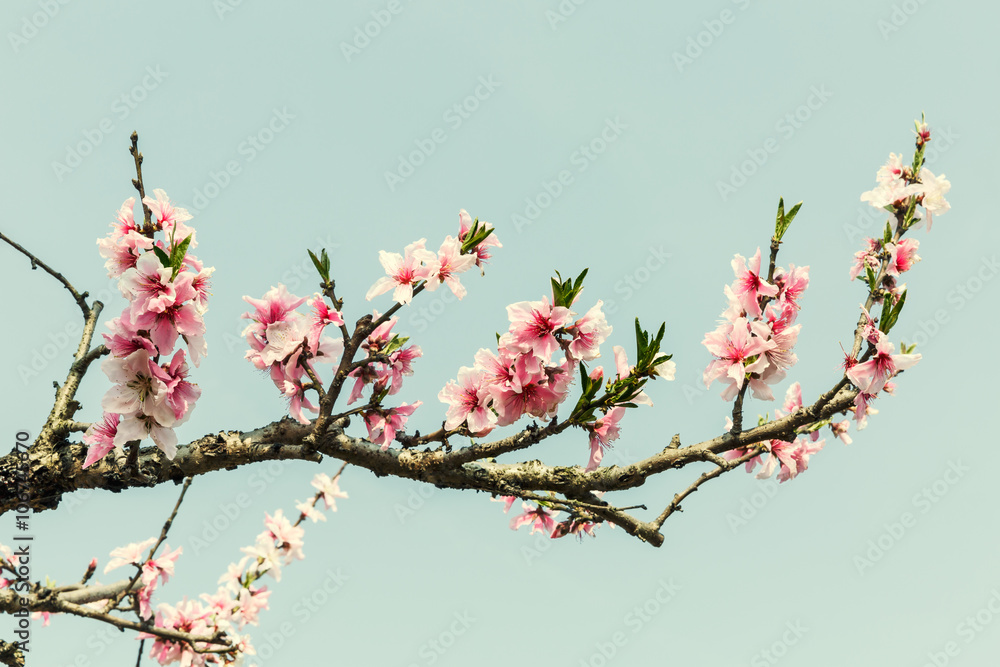 Pink peach blossoms blooming in the Spring Garden Pink peach blossoms blooming in the Spring Garden
