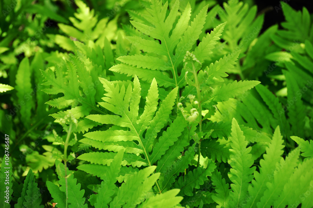 fresh green leaves background fresh green leaves background