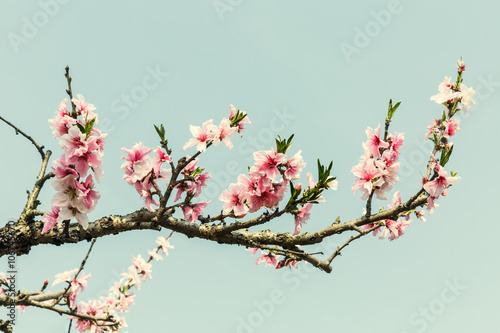 Pink peach blossoms blooming in the Spring Garden