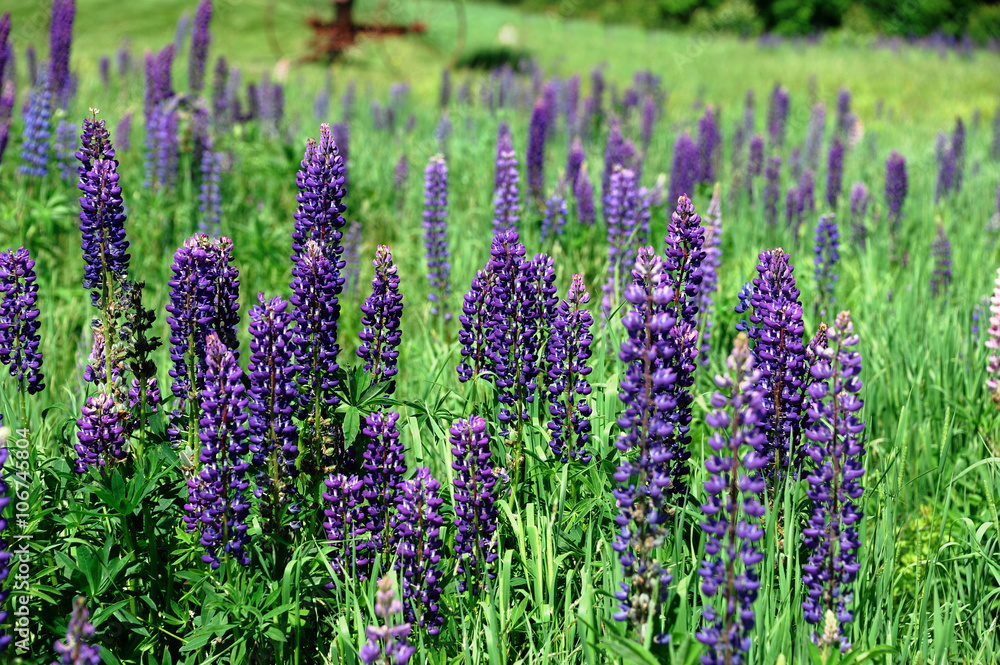 Fototapeta premium fresh lupine blooming in spring