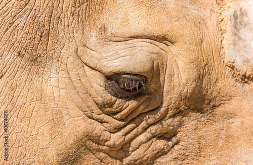 rhinoceros eye