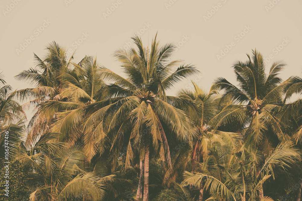 Fotografie Silhouette palm tree in vintage filter background