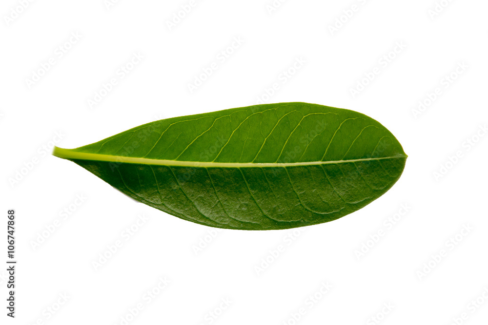 Obraz premium Leaves on a white background