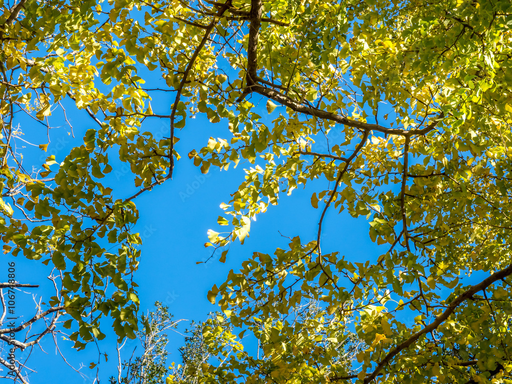 Green leaves on tree Green leaves on tree
