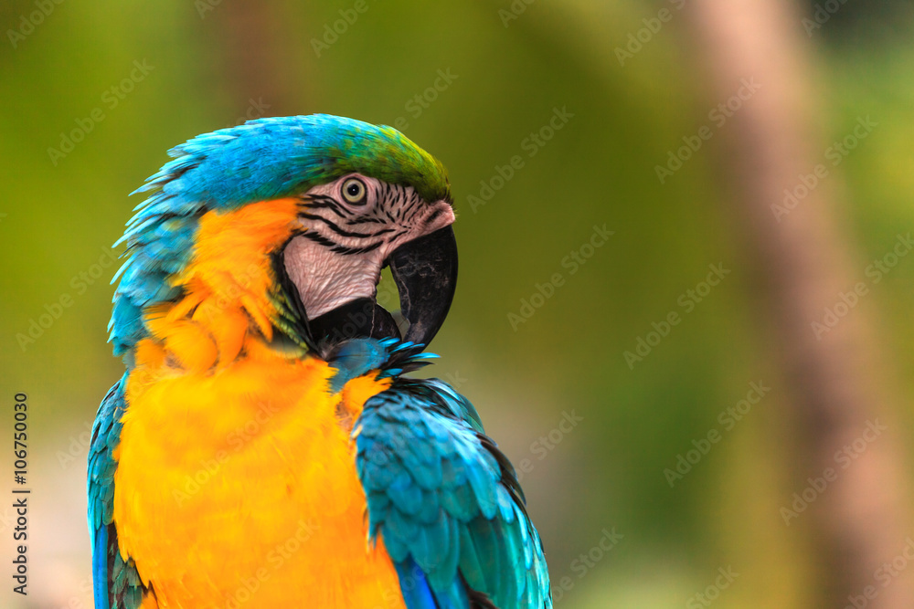 Naklejka premium Macaw birds