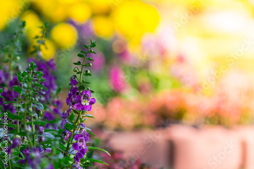 Flowers in the garden./ Landscaped flower garden with lots of colorful blooms with sun flare. 