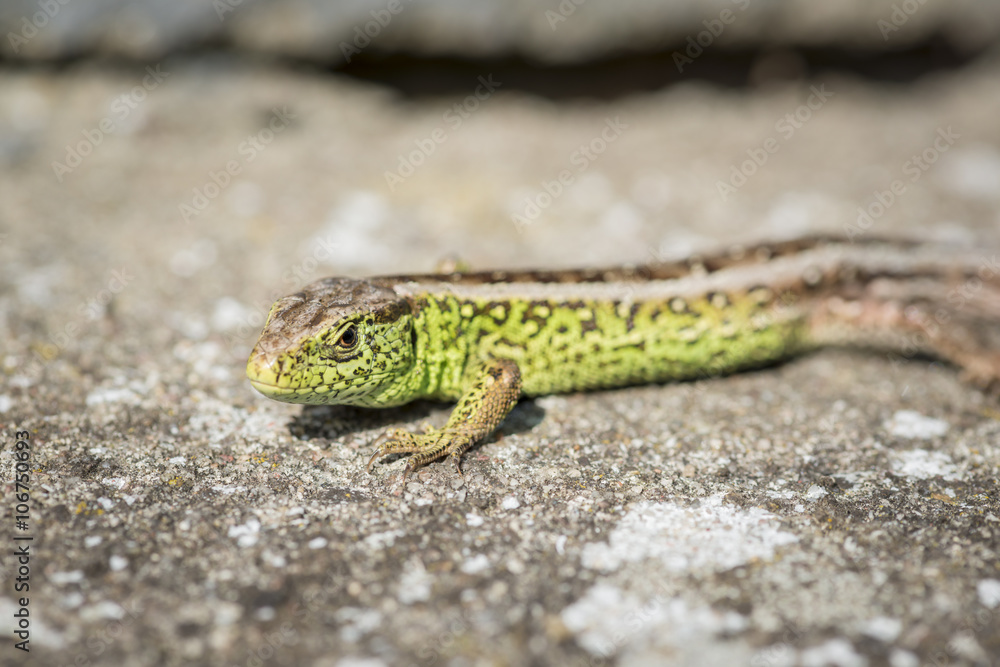 close up of a green sand lizard (Lacerta agilis) male on stony ground

