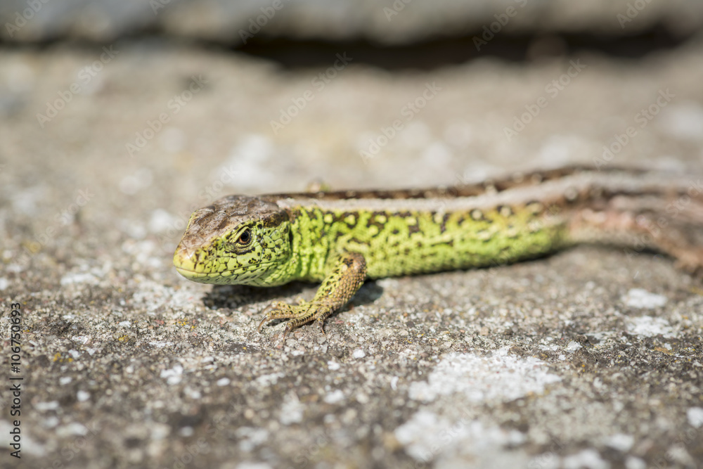 close up of a green sand lizard (Lacerta agilis) male on stony ground
close up of a green sand lizard (Lacerta agilis) male on stony ground