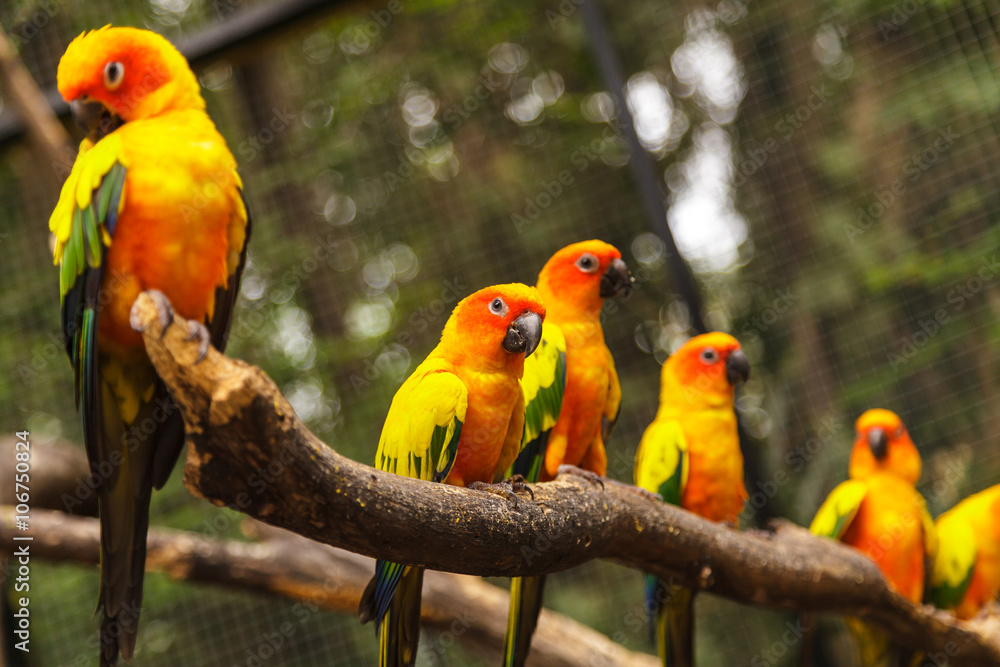 Obraz premium Sun Conure