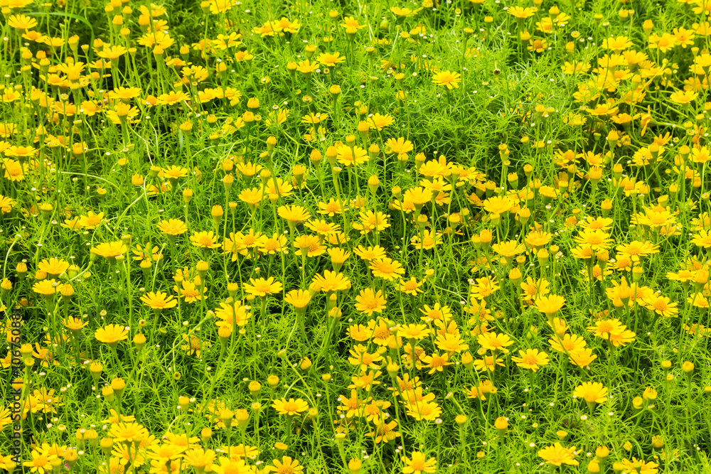 Obraz premium Flowers in the garden on summer. /Landscaped flower garden with lots of colorful blooms on summer.