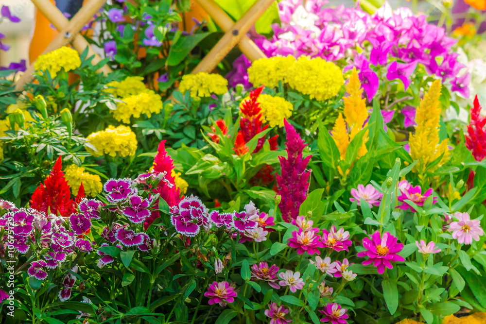 Beautiful flower garden on summer./ Picket fence surrounded by flowers in a front yard on summer.