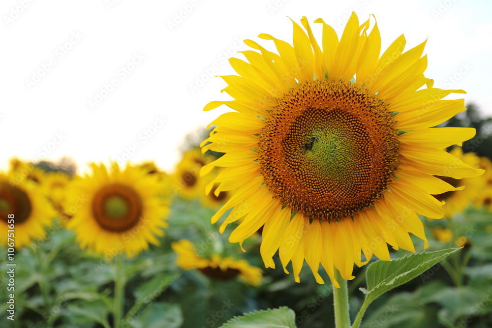 Sunflower in Thailand Sunflower in Thailand