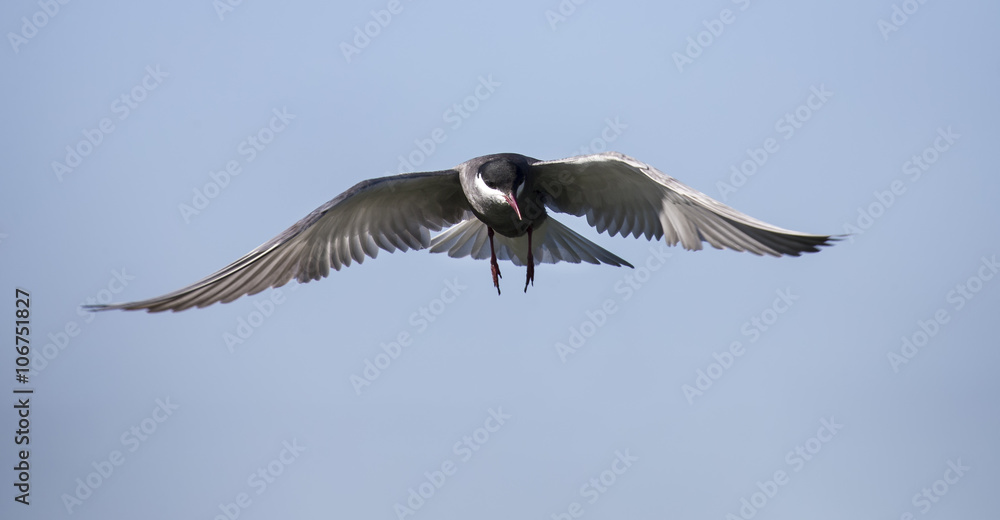 Whiskered tern in flight with open wings Whiskered tern in flight with open wings