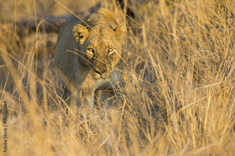 Naklejka premium Lioness move in brown grass to kill