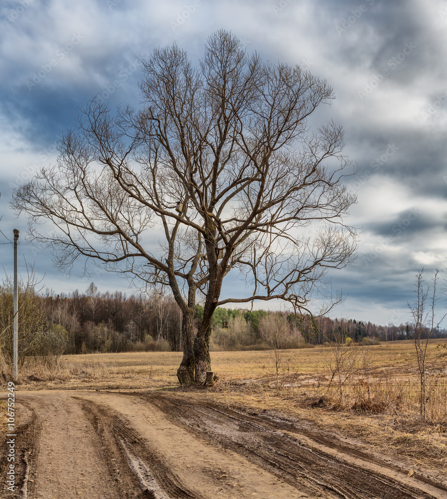 Lonely tree and road