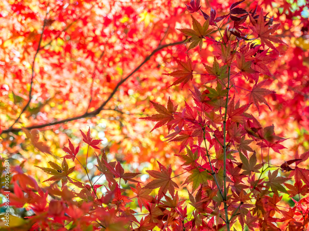 Red maple leaves in autumn