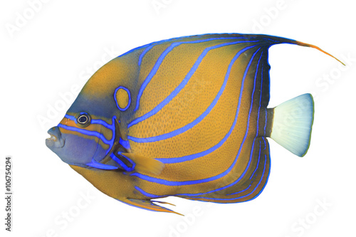 Blue-ringed Angelfish: Tropical fish isolated white background