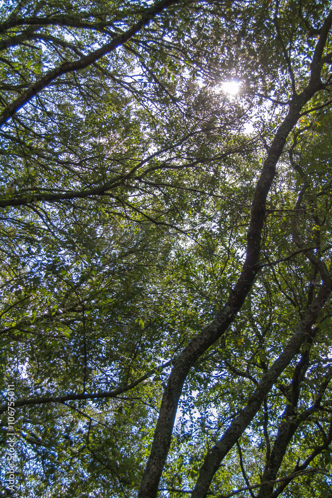 Obraz premium Raggi di sole tra gli alberi