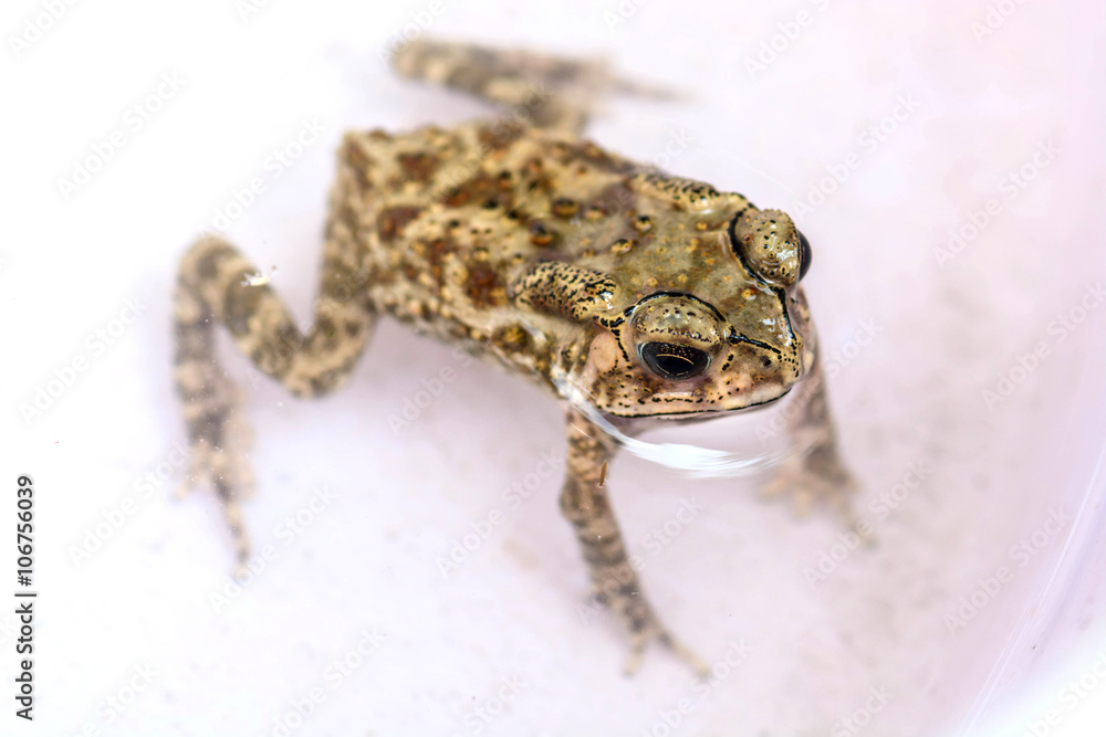 Fototapeta premium Closeup toad in Thailand 