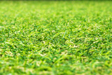 artificial green grass background.