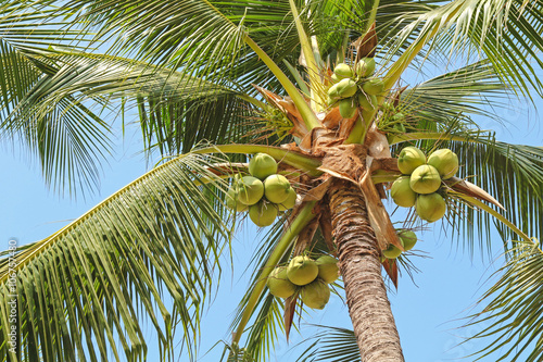 Sweet coconut palm tree with many young fruit on blue sky