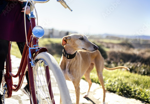 Young woman with bicycle and greyhound photo