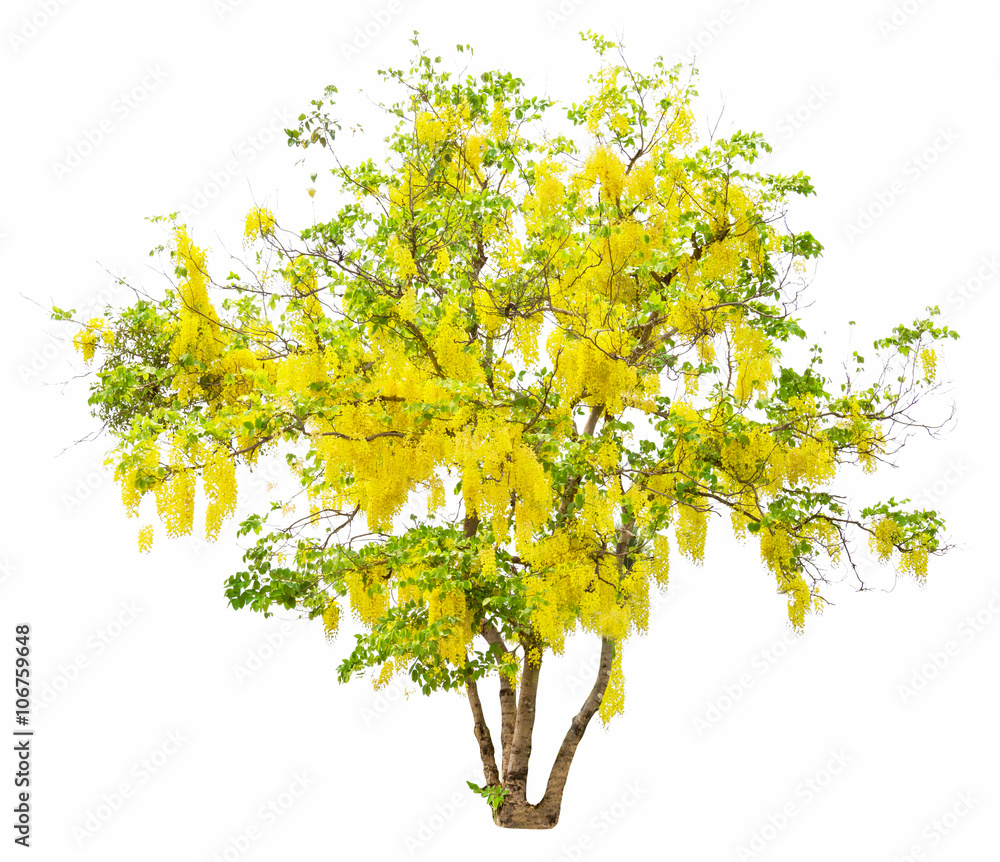 Golden Shower or Cassia Fistula isolated on white background,nat Golden Shower or Cassia Fistula isolated on white background,nat