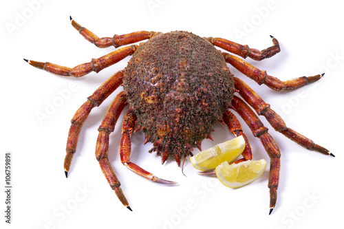 isolated seafood, crab