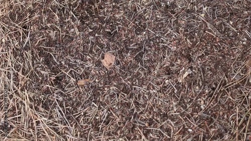 Forest anthill. random movement of small workers. photo