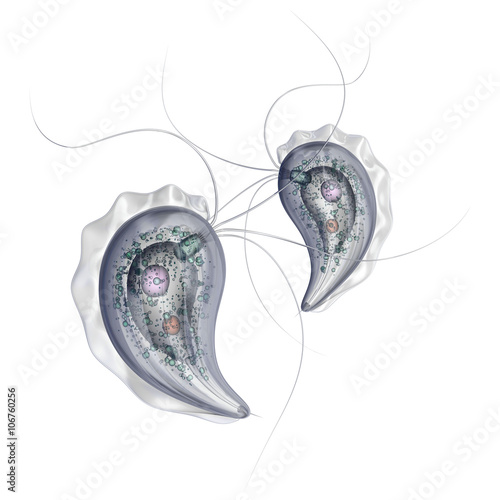 Trichomonas vaginalis isolated on white background photo