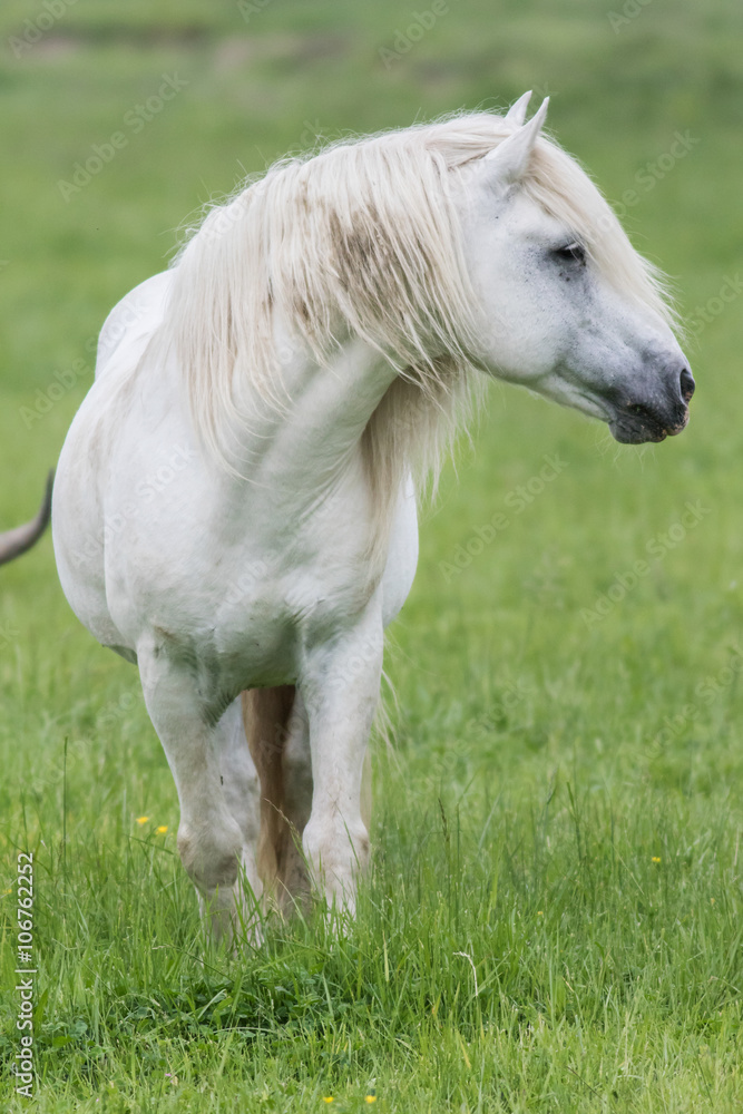 White Horse in green field, Camargue, France White Horse in green field, Camargue, France