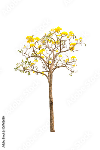 Yellow flowers tree on white