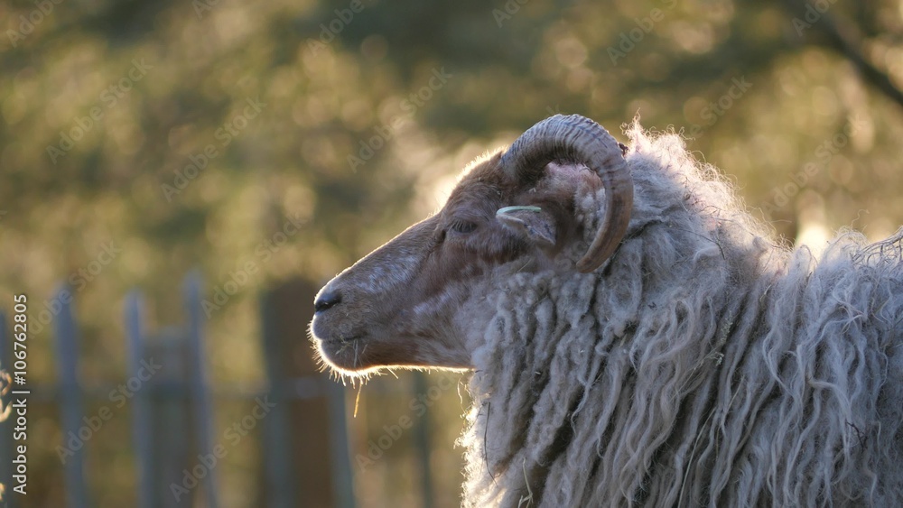 Lambs and sheep in Spring, 4K Ultra HD Lambs and sheep in Spring, 4K Ultra HD