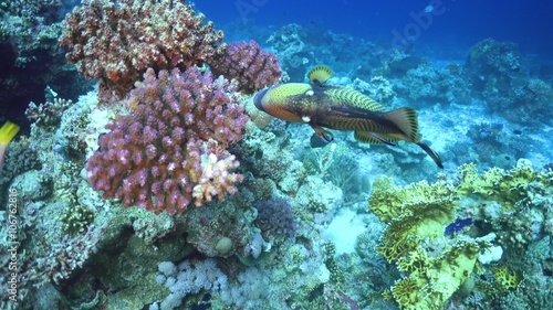 Tropical Fish on Vibrant Coral Reef